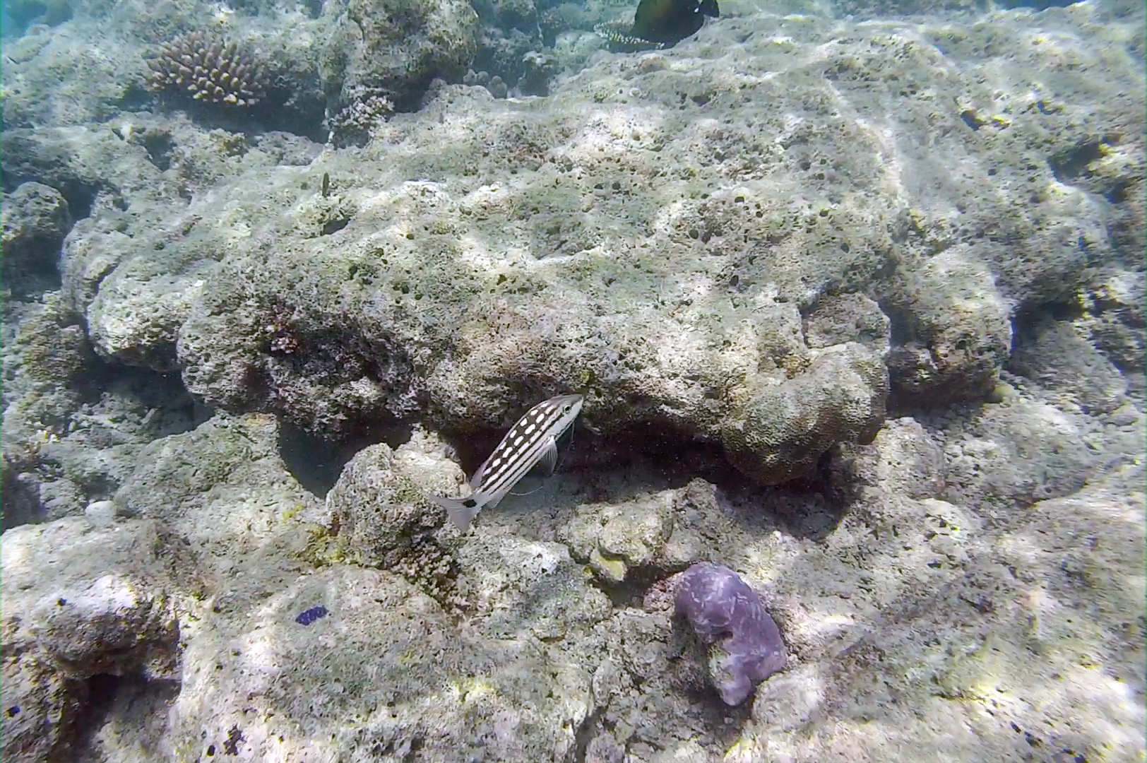 Poster or key art for Animal Crossing