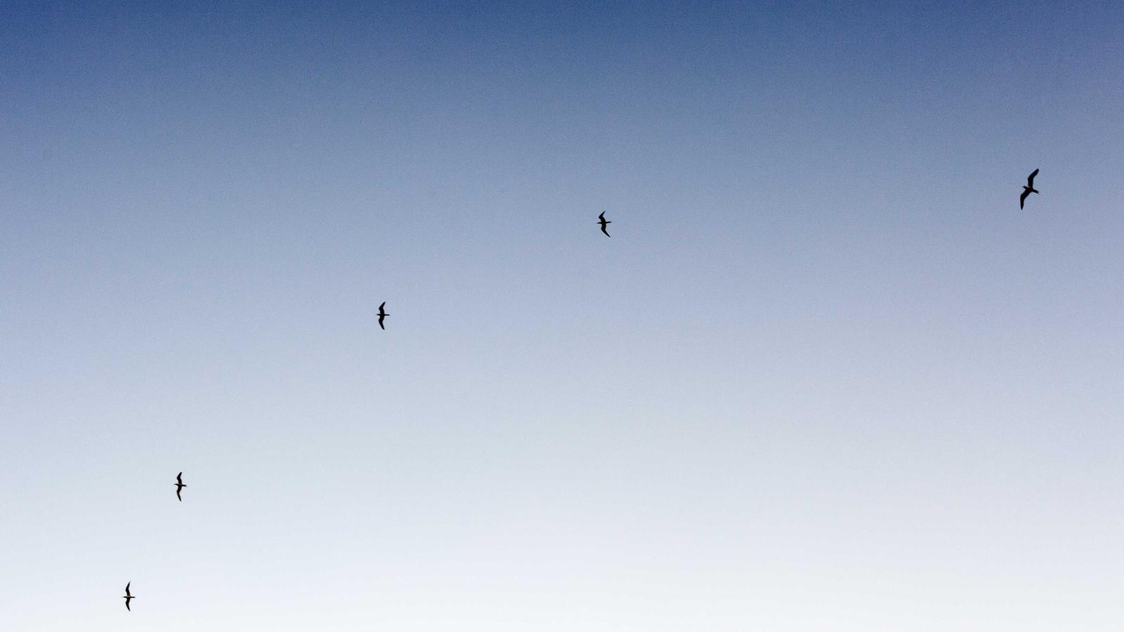 Team photo for Chicago Bulls